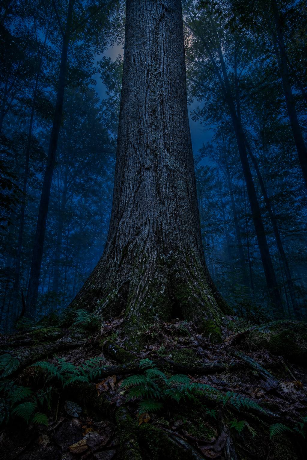 Forest floor at dusk: ferns and moss around the flared roots of a large oak, blue evening light between the trunks.