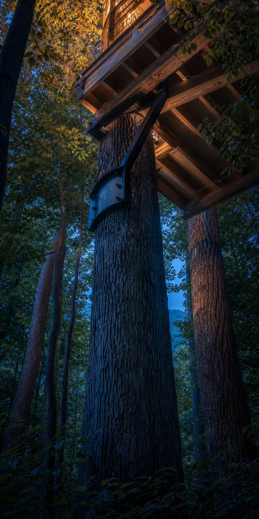 Looking up a thick tree trunk to the underside of a timber platform, carried by a black steel bracket bolted to the trunk, lit warmly from above.